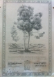 500 arbres plantés par le Kahal Kadosh du Bethakenset "Bet Abraham" de Tétouan