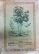 500 arbres plantés par le Beit Hakneset Beit Avraham de Tétouan (Dr. A Granott)