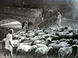 Fès