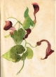 Fleur de la région de Tanger
