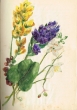 Fleurs de la région de Tanger