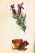 Fleurs de la région de Tanger