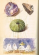 Coquillages + Vendeuses de pain