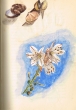Fleurs + Coquillages