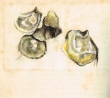Huitres