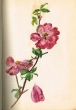 Fleur