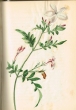 Fleur