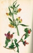 Fleurs de la région de Tanger