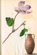 Fleur + Vase