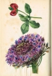 Fleurs de la région de Tanger