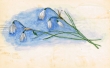 Fleur