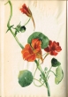 Fleur