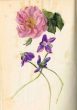 Fleurs de la région de Tanger