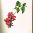 Fleur