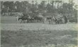 Troupeau de chevaux