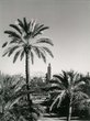 la Koutoubia vue depuis la palmeraie