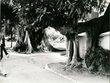 Figiuer dans les jardin de la Mendoubia