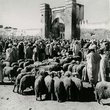 Souk aux moutons