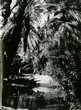 Palmeraie