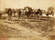 Campement de Chameliers