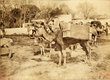 Campement de Chameliers