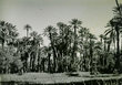 Palmeraie de Marrakech