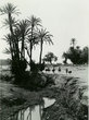 Palmeraie de Marrakech