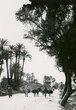 Palmeraie de Marrakech