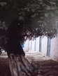 Une série de cellules de pèlerins au cimetière d'Asjen