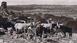 Campement berbère