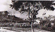 Safi - Vue sur les jardins