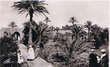 Palmeraie dans le Sud Marocain