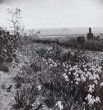 La Mosquée de Chellah et le Bou Regreg au milieu des champs d'iris au printemps