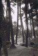 Figuig : contre-jour dans les palmiers