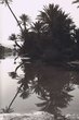 Effets de palmiers dans l'eau
