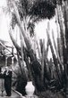 Les jardins Majorelle à Marrakech