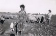 Fillettes gardant des moutons