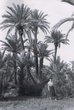 Palmeraie à Marrakech