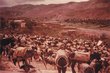 Anes au repos dans la région de Ouarzazate