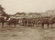 Tanger une caravane de dromadaires