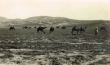 Chameaux près de Oujda