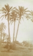 La Palmeraie à Marrakech