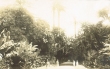 Jardin d'essai à Alger, allée principale