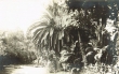 Jardin d'essai à Alger, l'Etang
