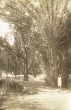 Oasis de Sidi Yahia