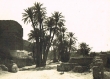 La Palmerie de Marrakech en 1930