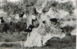 Chèvres sur les arbres dans la région d'Essaouira