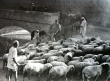 Fès Maroc, c. 1955.