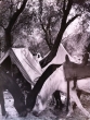 Moulay Idriss Maroc, c. 1955.