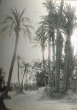 La palmeraie de Marrakech